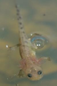 Salamandra salamandra