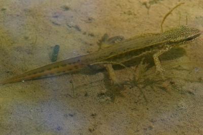 Lissotriton helveticus