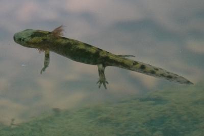 Salamandra salamandra