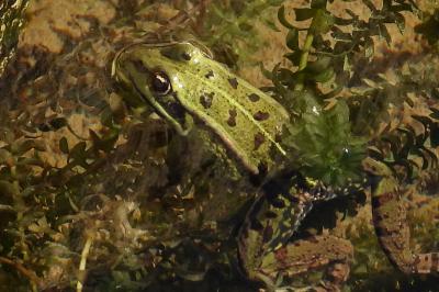 Pelophylax