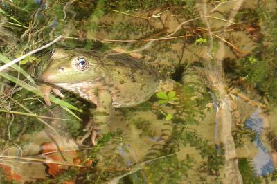 Pelophylax