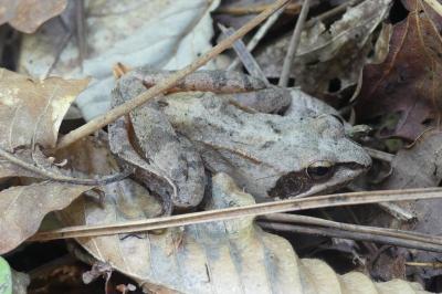Rana dalmatina