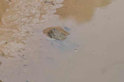 Bombina variegata