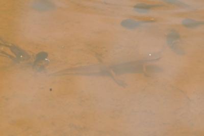 Lissotriton helveticus