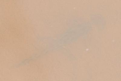 Salamandra salamandra