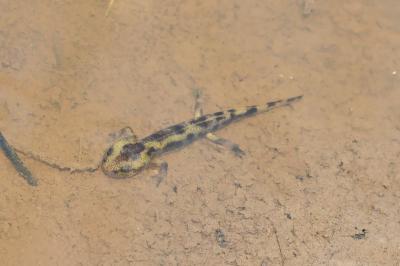 Salamandra salamandra