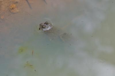 Bombina variegata