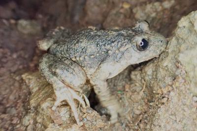 Alytes almogavarii