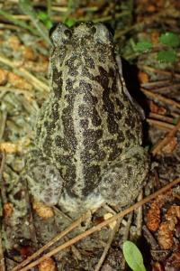 Pelobates cultripes
