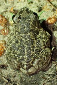 Pelobates cultripes