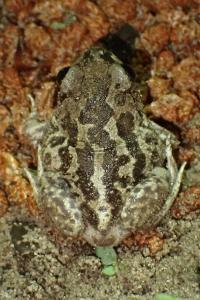 Pelobates cultripes