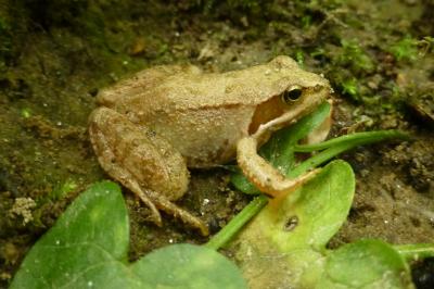 Rana dalmatina