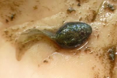 Rana temporaria
