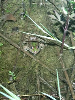 Pelophylax kl. esculentus