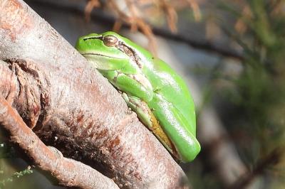 Hyla meridionalis