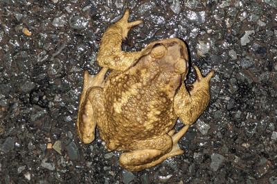 Bufo spinosus