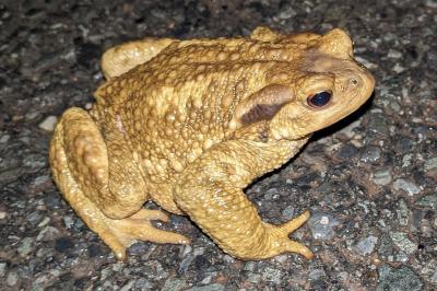 Bufo spinosus