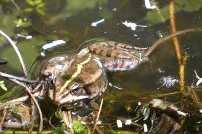 Pelophylax kl. esculentus