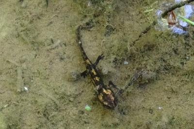 Salamandra salamandra fastuosa