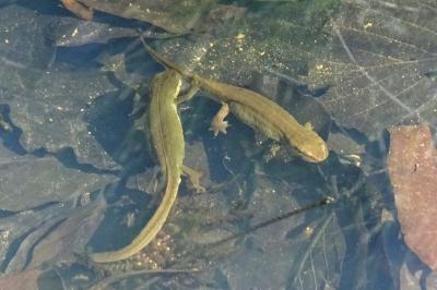Lissotriton helveticus