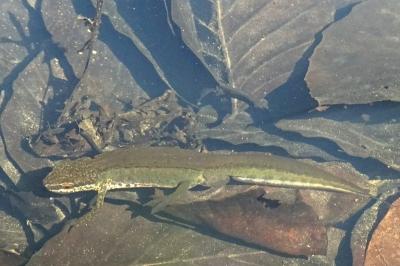 Lissotriton helveticus