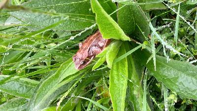 Rana temporaria