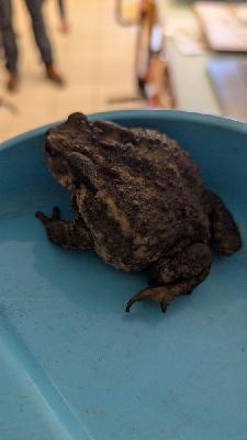 Bufo spinosus