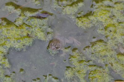 Bombina variegata