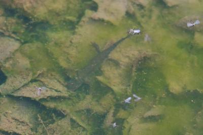 Lissotriton helveticus