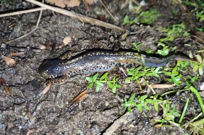 Ichthyosaura alpestris