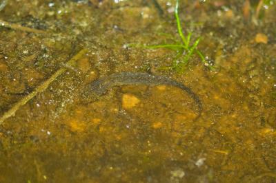 Ichthyosaura alpestris