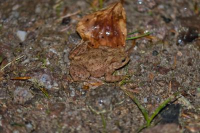 Bufo bufo