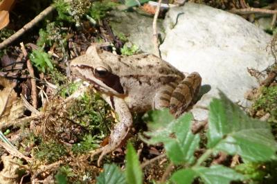 Rana dalmatina