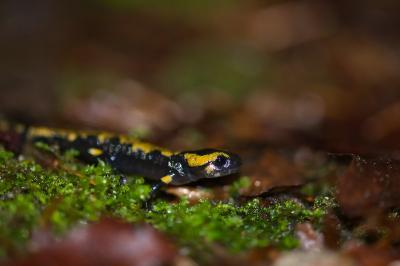 Salamandra salamandra