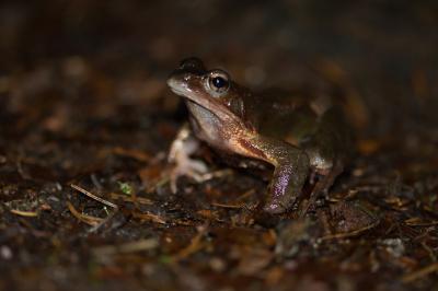 Rana temporaria