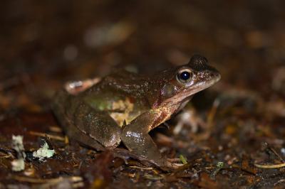 Rana temporaria
