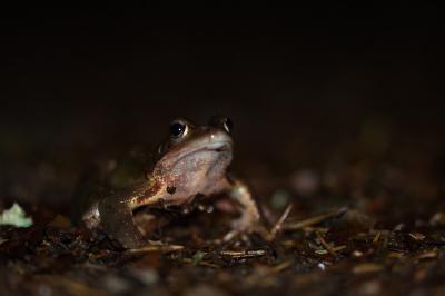 Rana temporaria