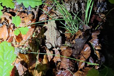 Bufo bufo