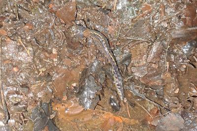 Ichthyosaura alpestris
