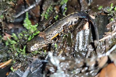 Ichthyosaura alpestris
