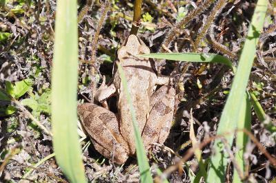 Rana dalmatina