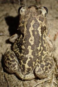 Pelobates cultripes
