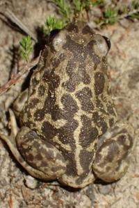 Pelobates cultripes