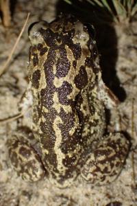 Pelobates cultripes