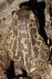 Pelobates cultripes