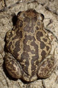 Pelobates cultripes
