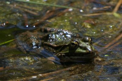 Pelophylax kl. esculentus