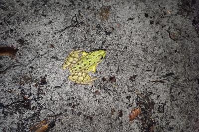 Pelophylax