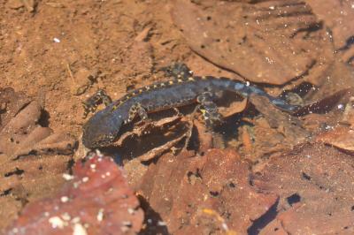 Ichthyosaura alpestris