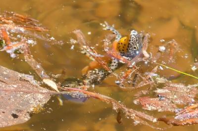 Ichthyosaura alpestris